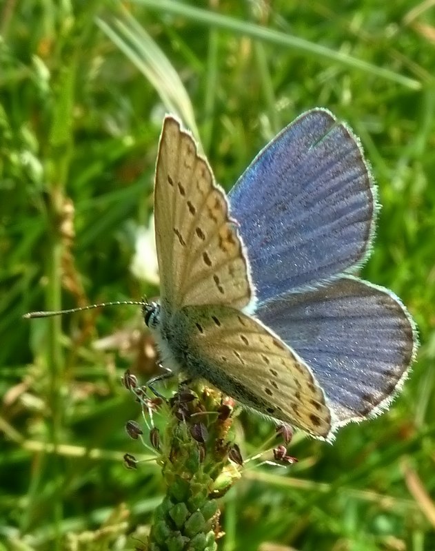 pu essere un Lycaeides abetonicus??